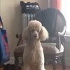 poodlegirl5311